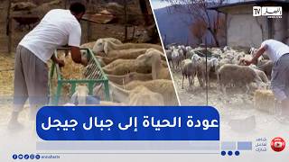 Jijel: In-kind compensation reaches farmers—pastoral life begins to bloom again screenshot 2