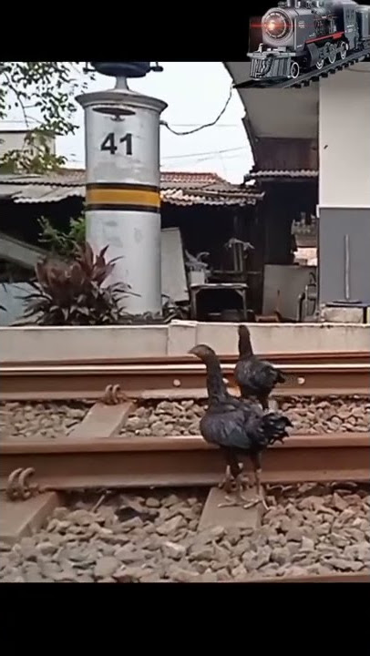 kucing dan ayam di tengah rel saat kereta lewat