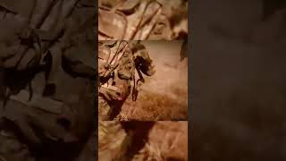 Тайны СВО: то, что вам не покажут по телевизору#Военныедействия #Военнаястратегия #Обороннаяполитика