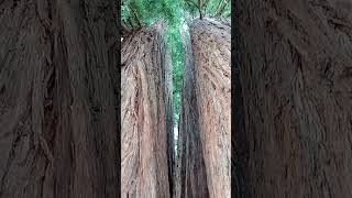 France&#39;s oldest sequoia! 👍💓🌲