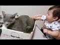 【ハラハラ映像】０歳児と狂暴灰色猫の初絡み (温厚白モフ猫とも絡む)