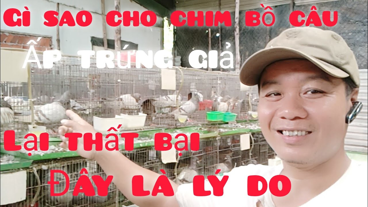 Gì sao cho chim bồ câu ấp trứng gia lại thất bại, đây là lý do,