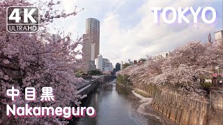 【4K】Sakura in Meguro River Part 2 [Nakameguro]（Binaural Tokyo Sounds）