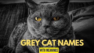 Gray Cat Names| Names for Grey Cats 2024
