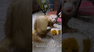 How the Polecat Became the Ferret