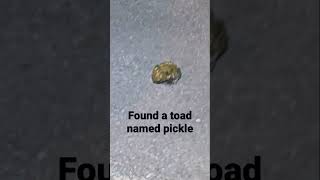 Found a pickle named Toad #toad #pickle