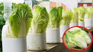 : GROW Cabbage Like a PRO in Plastic Bottles!