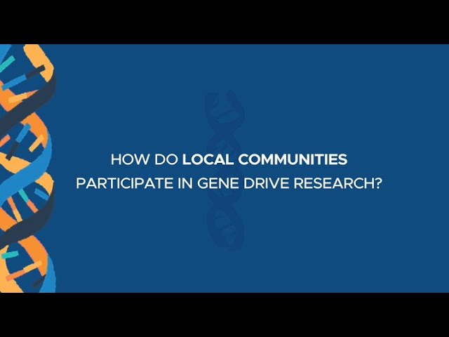 How do local communities participate in gene drive research?