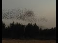 Starlings murmuration | Starlings Flying | Birds