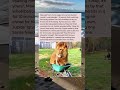 A Lion Was Given Freedom — This Is What He Chose#nature#NatureAndHumans#WildlifeRescue