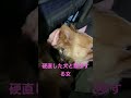 犬と散歩なくなりました