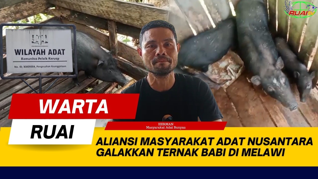 ALIANSI MASYARAKAT ADAT NUSANTARA GALAKKAN TERNAK BABI DI MELAWI