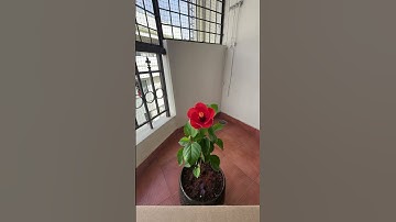Thumbnail of 🌺 Hibiscus Flower Blooming | Stunning Time-Lapse #gardening #plantlover #timelapse #homegarden