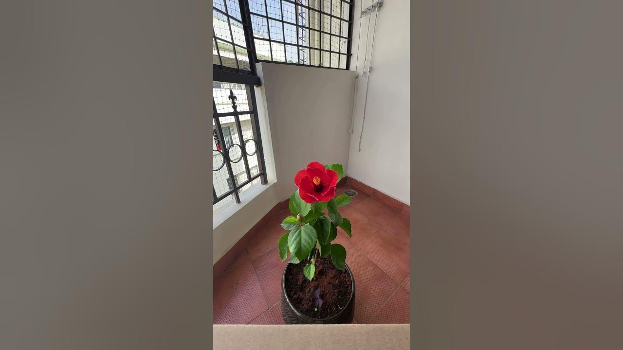 🌺 Hibiscus Flower Blooming | Stunning Time-Lapse #gardening #plantlover #timelapse #homegarden