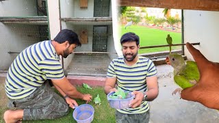 Green Parrots Kay Bachy Bhi ah Gy  Bohat He Pyary