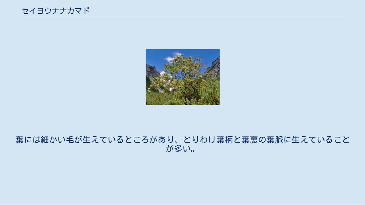 セイヨウナナカマド Youtube