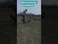 Wife kissing the chickens! #shorts #chicken