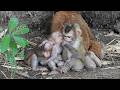 Sibling Drama & Love: the Baby Monkeys Sulking and Hugging Each Other