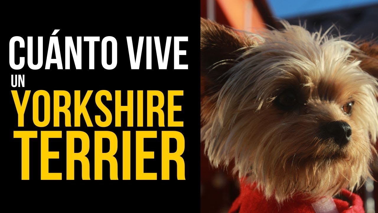 Yorkshire Terrier Expectativa De Vida - RETOEDU