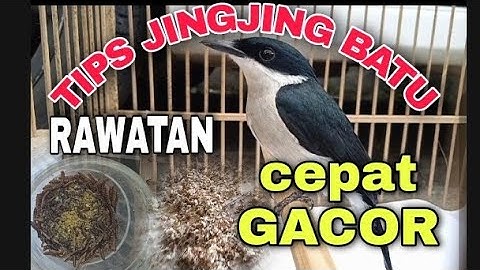 CARA MERAWAT BURUNG JINGJING BATU AGAR CEPAT GACOR