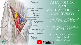 Анатомия для массажистов. Теория. Питание нижней конечности. Anatomy. Blood supply to the leg.