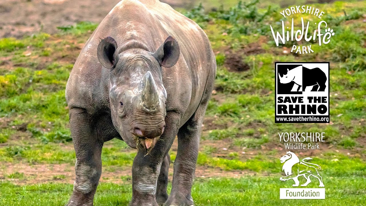 days out in. yorkshire YWP Foundation Supporting 'Save the Rhino International' in Kenya