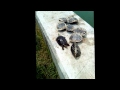 heboh mancing kura-kura di danau sunter