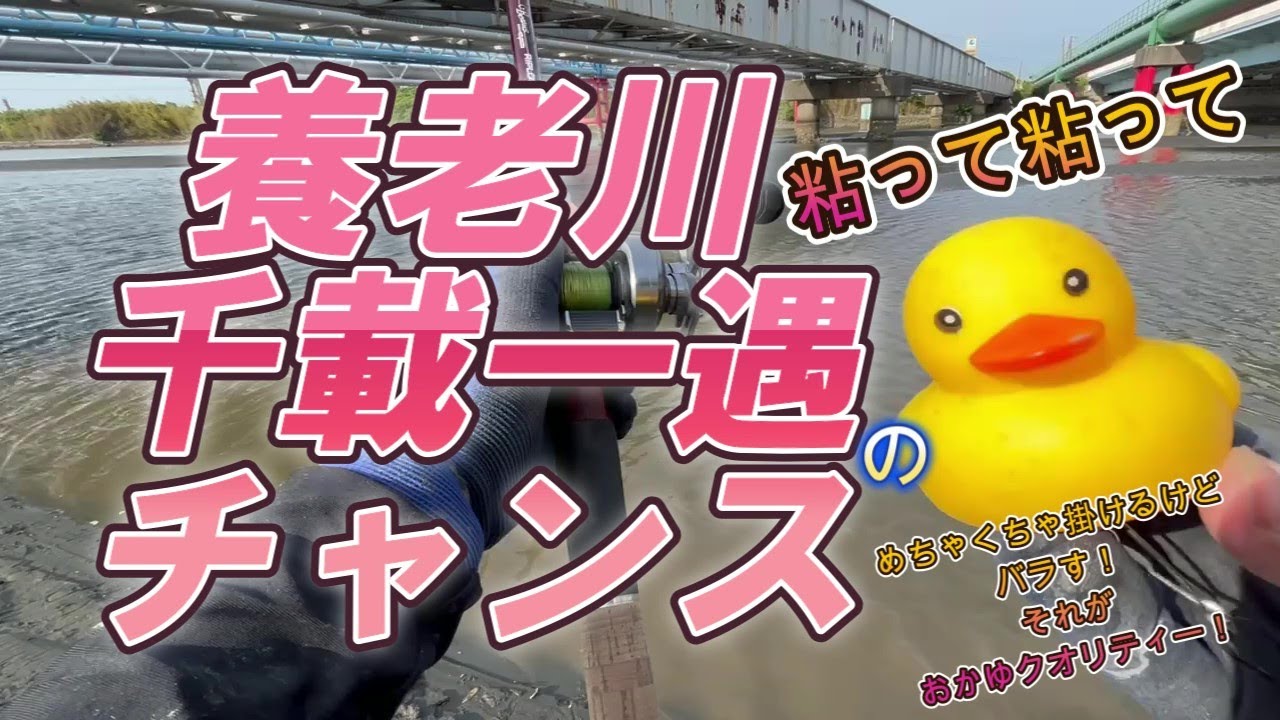 【シーバス】養老川でウェーディング