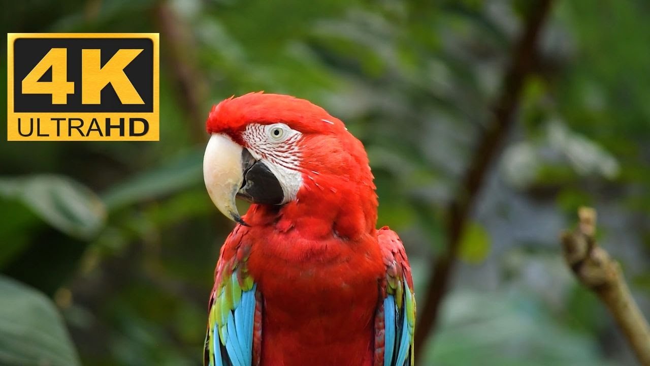 Ultimate Wildlife Collection in 4K ULTRA HD / 4K TV