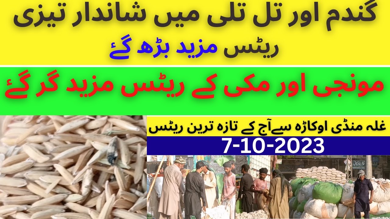 new-munji-gandum-makki-kapas-till-rates-7-10-2023-galla-mandi-okara