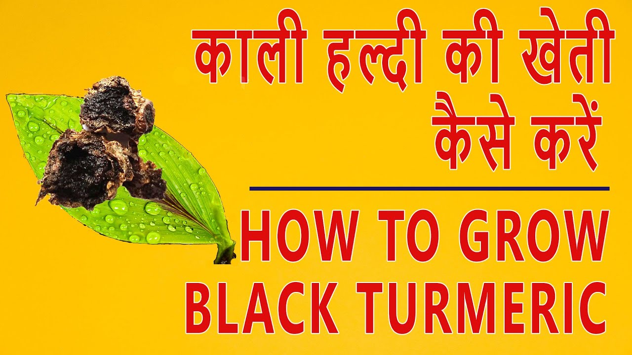 काली हल्दी की खेती कैसे करें Black Turmeric Farming Most liked