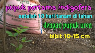 pupuk pertama indigofera setelah 10 hari tanam di lahan • dengan pupuk urea supaya indigofera  subur