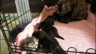20120329 007.avi