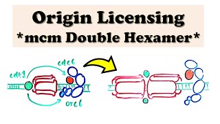 DNA Replication (Eukaryote) INITIATION - Origin Licensing - cdt1 recruits Helicase Double Hexamer