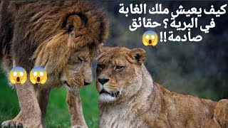 أسرار حياة الأسد ##. Pixabay