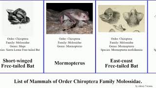 Mammals of Order Chiroptera Family Molossidae bat free-tailed mastiff bonneted dog-faced goblin