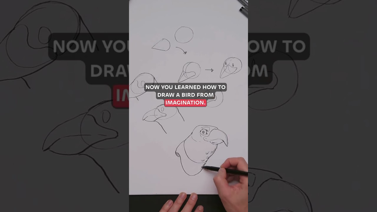 How to draw birds from imagination