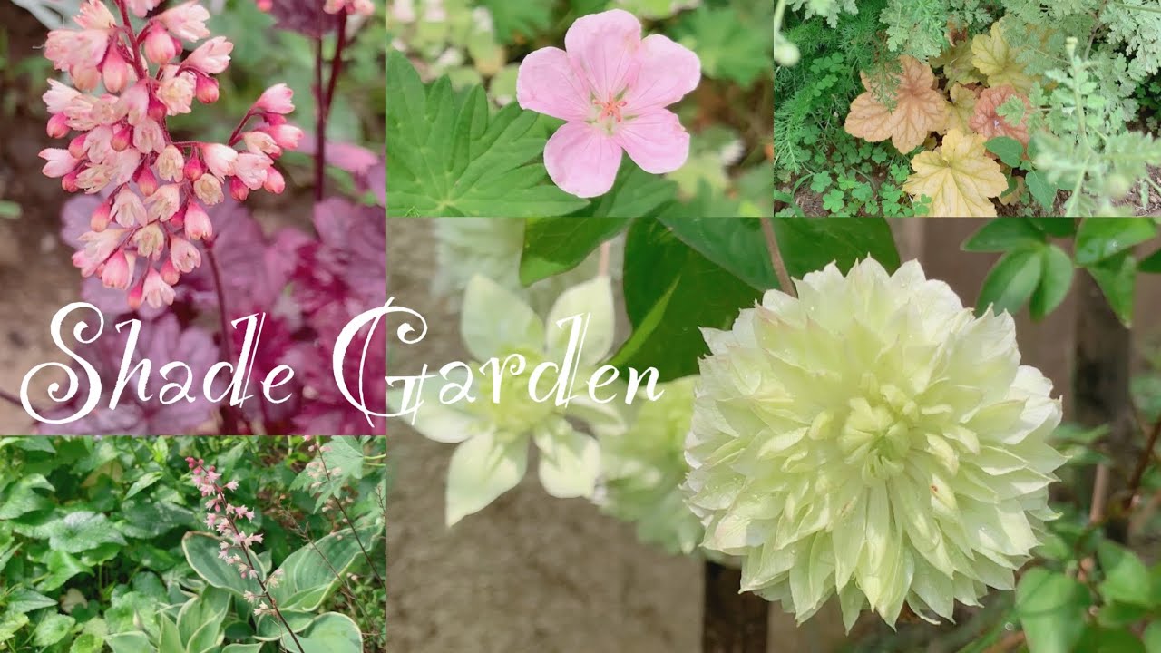 半日陰の植物 ガーデニング シェードガーデン T S Garden Youtube