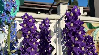 Cold Climate Garden: Delphinium Care🪻🪻🪻