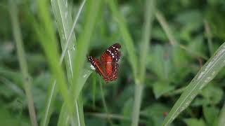 Download Lagu 12598509_640_360_30fps MP3