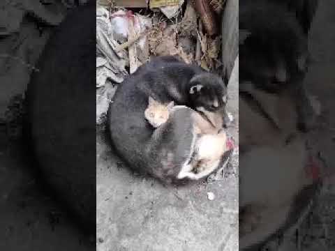 Depremden Sonra Birbirine Sarılan Kedi ve Köpek