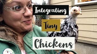 Adding New Bantam Chickens to an Existing Flock | Integrating New Chickens
