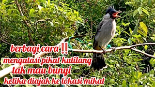 mengatasi pikat kutilang malas bunyi di lokasi mikat