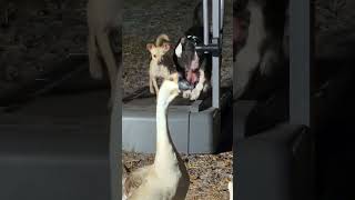 Dog Cardio 1 #cardio #gymenthusiast #fitness #vezbanje #srbija #crnagora #shorts #tivat