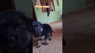 Leo camera dhk ka picha bhag na lga 😀♌️#shortvideo