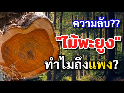 ต้นไม้มงคล “ไม้พะยูง”  ทำไมถึงมีราคาแพง?   ทำไม? ไม้เศรษฐกิจ   ปลูกง่ายแต่ตัดยาก 🤔🌳😮