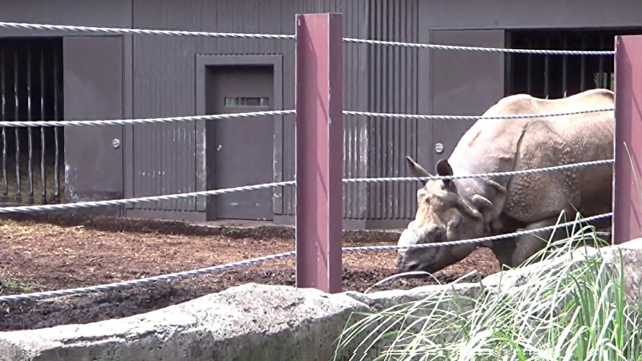 camera iphone 8 plus apk 180613 73 横浜市立金沢動物園：資料10 インドサイ牢屋