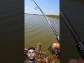 Amazing fishing fish bite caught #fishingtips #amazingfishing #carp#carpfishing
