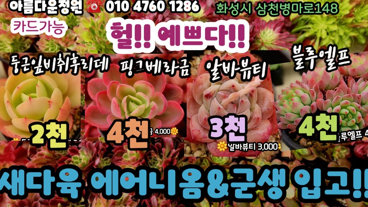 에어니옴군생을 5.6천에? 밎어지지않죠? 실화!! #초보다육 #다육쇼핑 