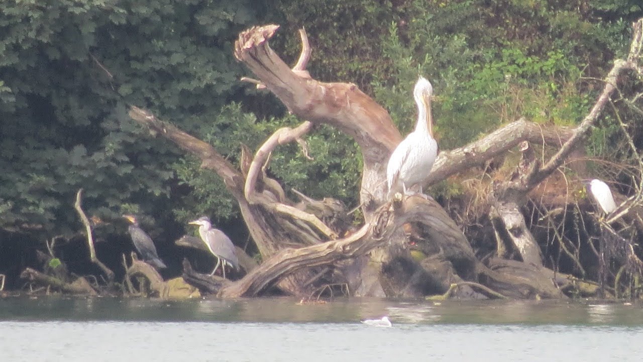 Dalmatian pelican -  Gwithian, Cornwall in August 2016